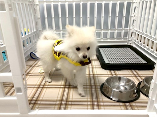 大阪で愛犬と泊まれる宿３ＤＫ／近隣コインパーキング有／民泊