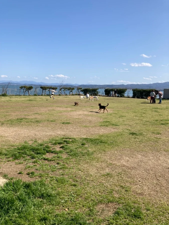 大海崎メモリアルパーク横ドッグラン