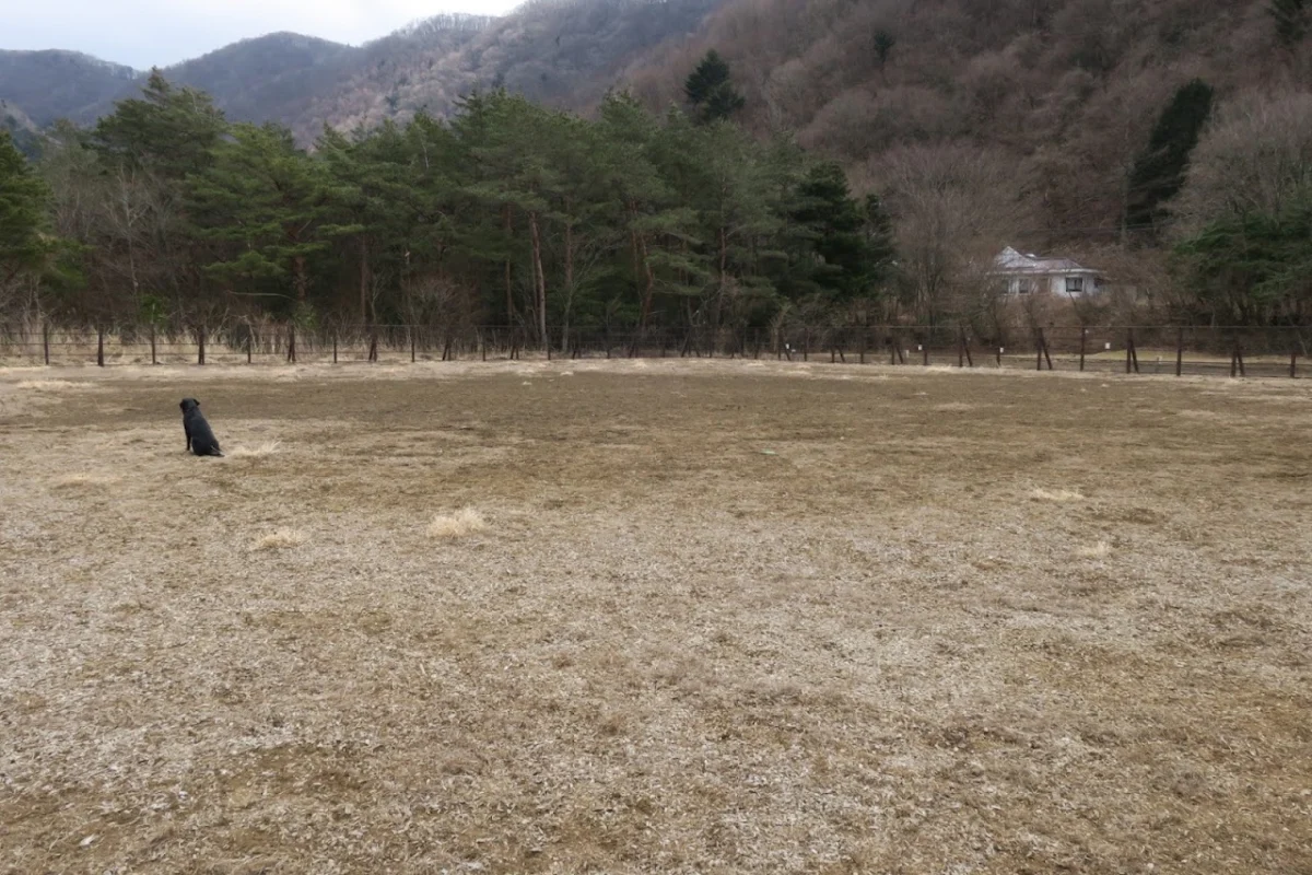 PICA ドッグラン