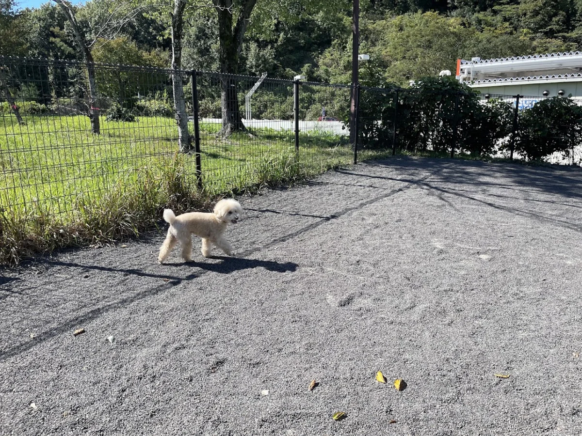 関SA上り ドッグラン