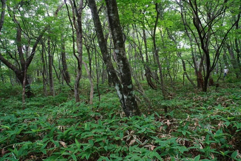 那須平成の森