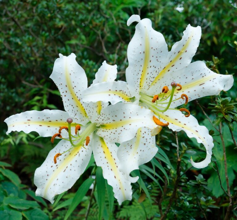 茨城県植物園