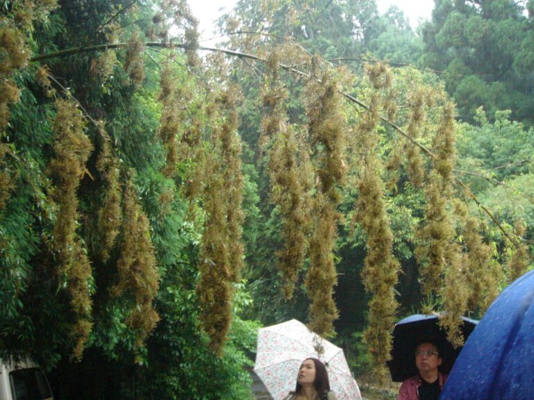 富士竹類植物園