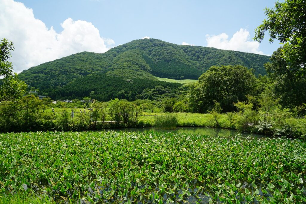 箱根町立箱根湿生花園