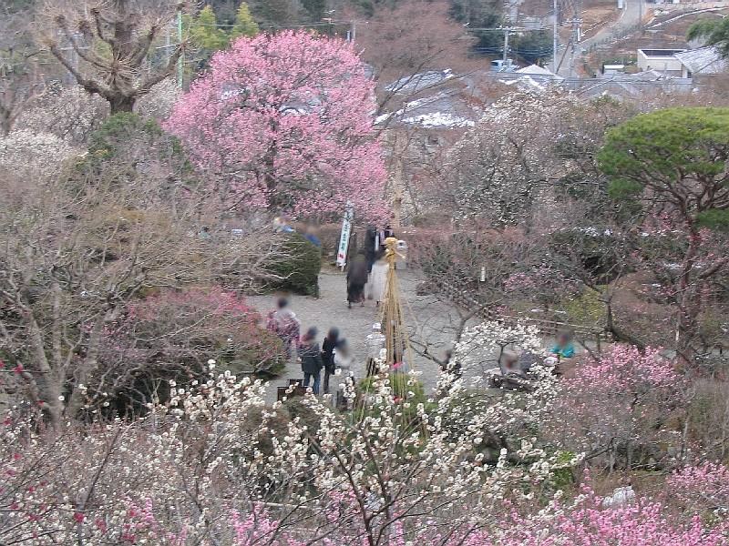 百草園